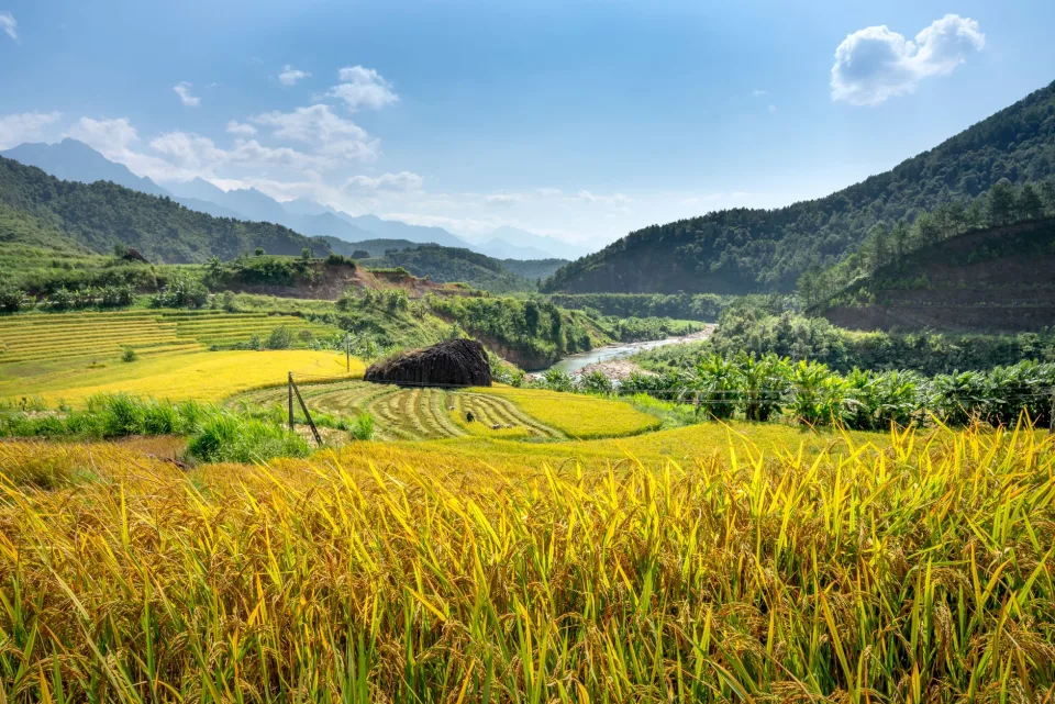 Kho gạo của Nguyễn Thị Tình